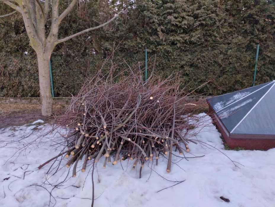 Oddam gałęzie za darmo