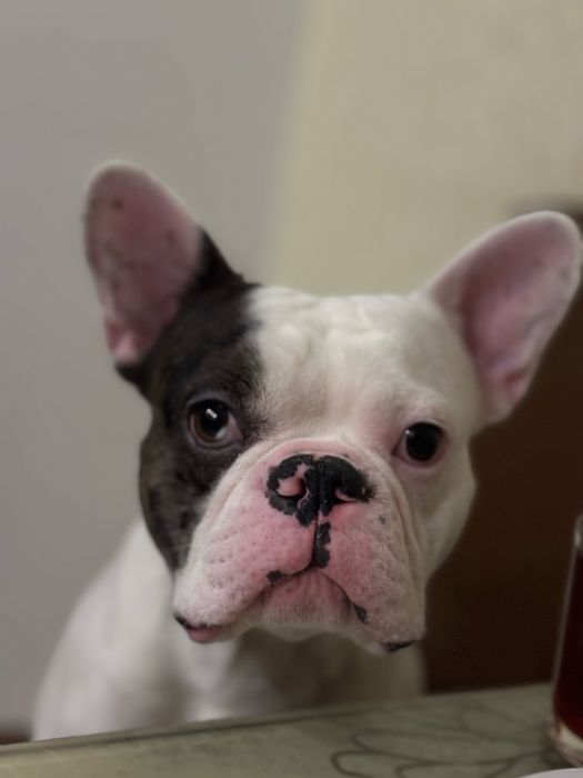 В’язка французького бульдога (кобель)