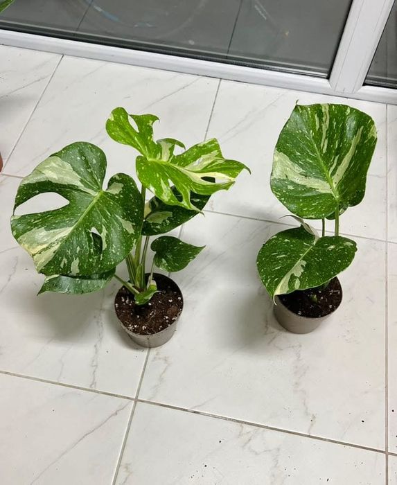 Монстера Тайське Сузірʼя