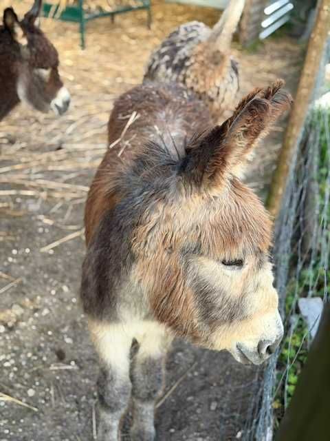 Burro manso, macho