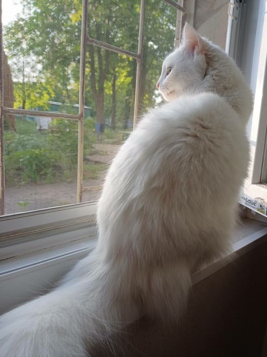 Отдам в хорошие руки