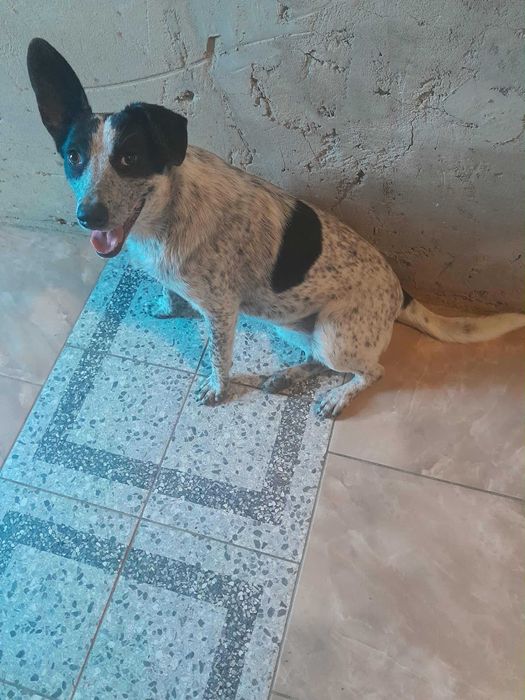 Віддаємо в добрі руки