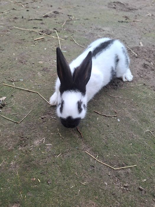 Sprzedam królika srokacz niemiecki