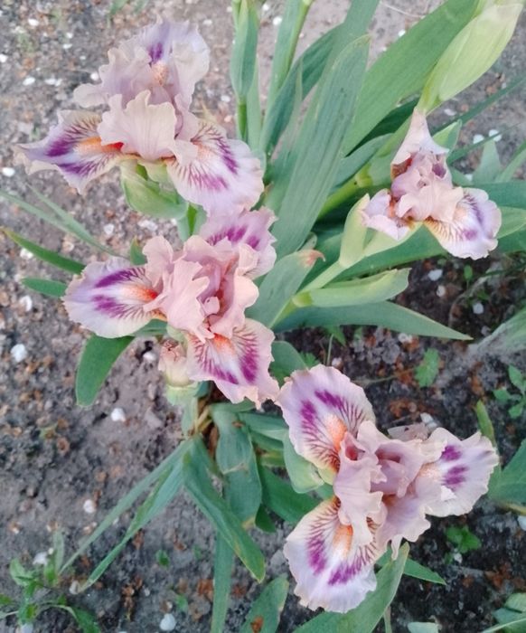 Карликові іриси (набір від 5 шт)