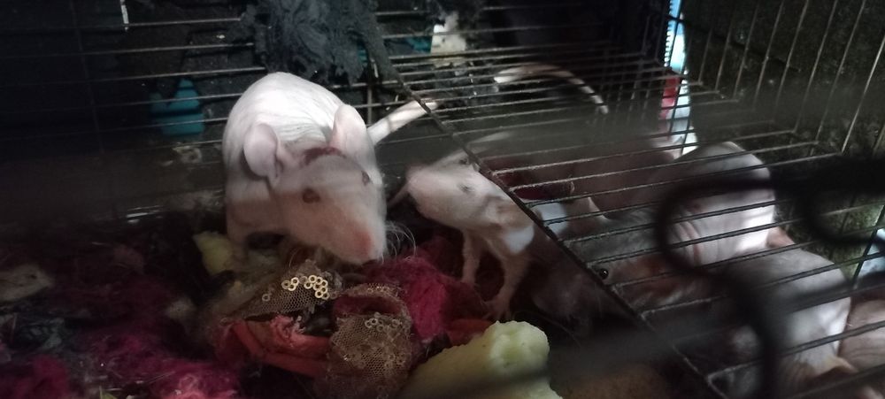 Крысята декоративные