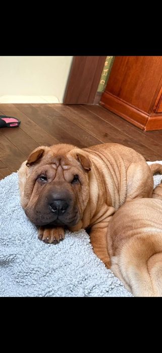 Шарпеи, щенки,  шарпей