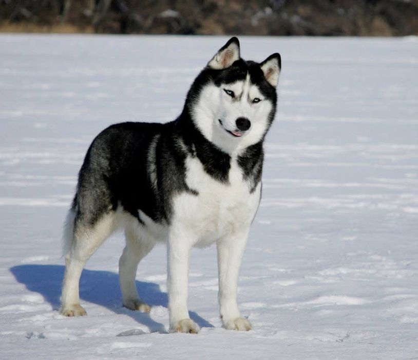 Найкращі Сибірські хаскі з блакитними очима. КСУ