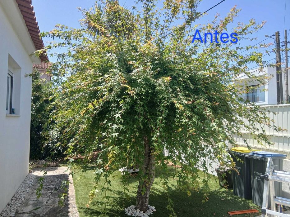 Manutenção de jardins e limpeza de terrenos - Preços acessíveis