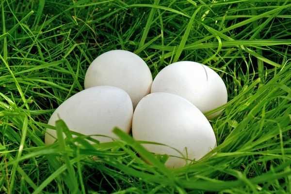 Sprzedam jajka kurze,swojskie,wiejskie,naturalne, możliwe naświetlanie