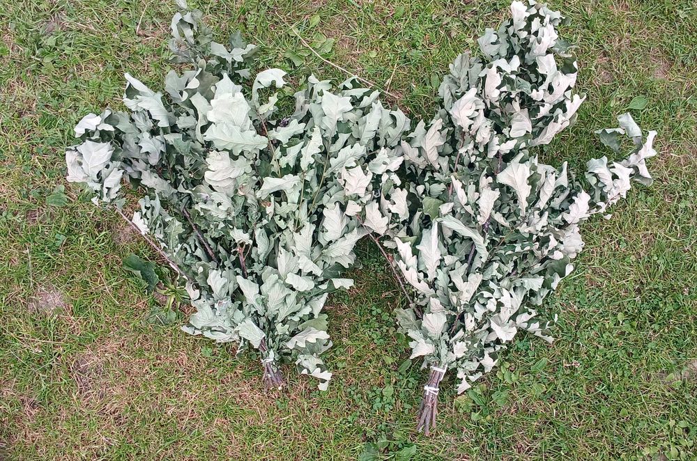 Witki brzozowe,  dębowe do sauny,  saunowanie, sauna, brzoza, dąb,  80 cm