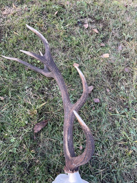 Trofeum wieniec jelenia 12-stak regularny poroże jeleń rogi nr 52