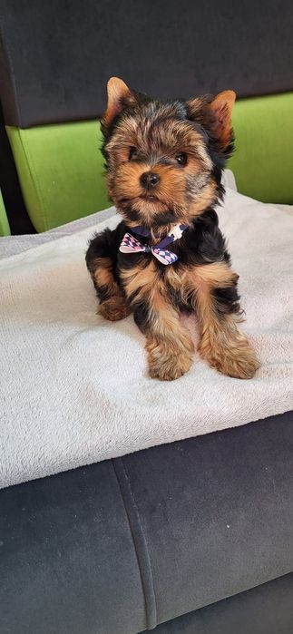York Yorkshire Terrier Piesek  Szczeniak