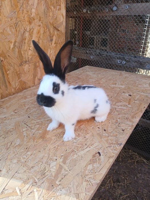 Króliki srokacze niemieckie