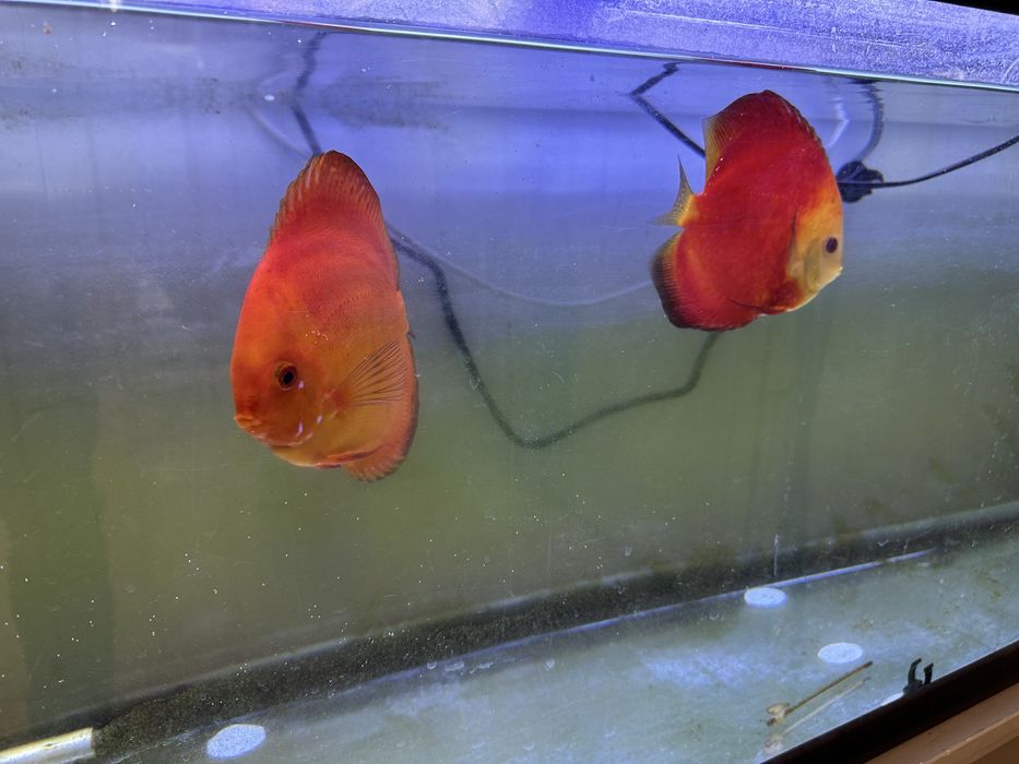 Casais de discus