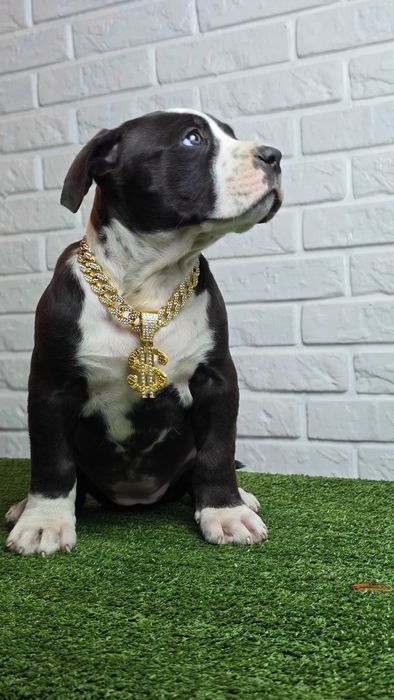 American bully xl
