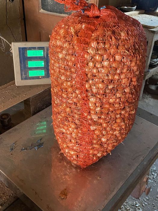 Цибуля сажанка, тиканка, лук севок : Штургарт