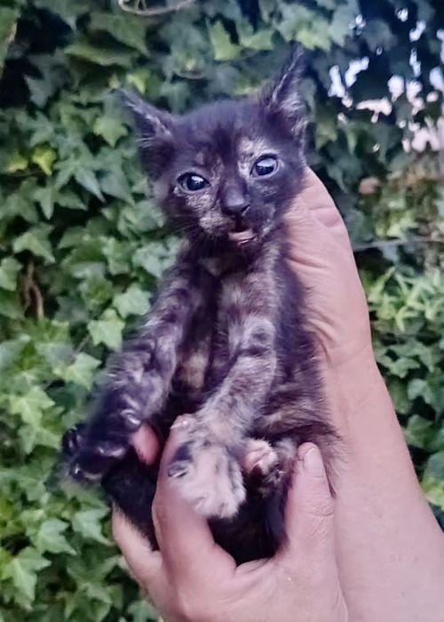 Gatos bebés para adoção responsável