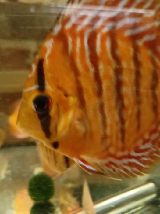 MISIEKZOO  Dyskowce - paletki różne odmiany barwne i wielkości !!!