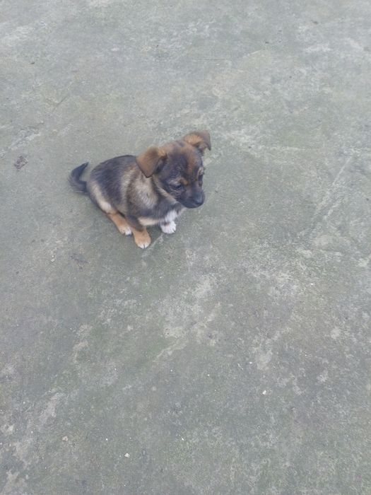 Чудова дівчинка у люблячу родину