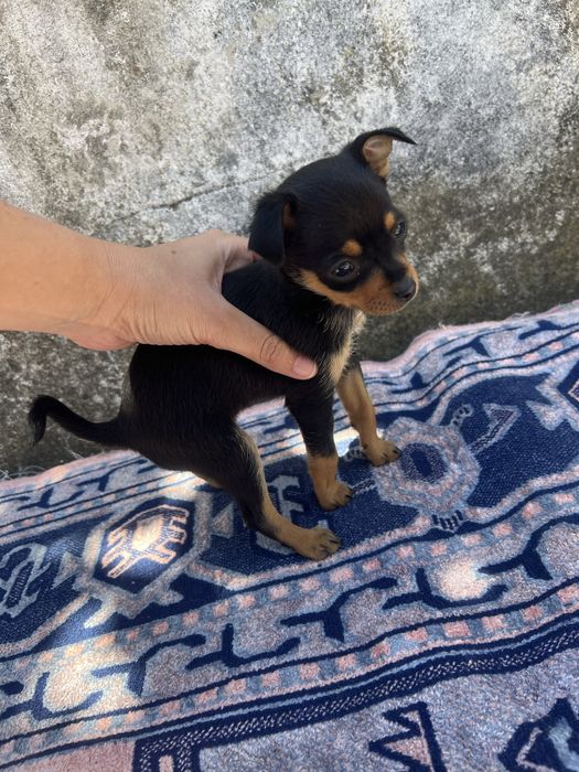 Pinscher miniatura - fêmea