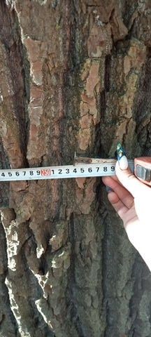 Продам дерево ясокори