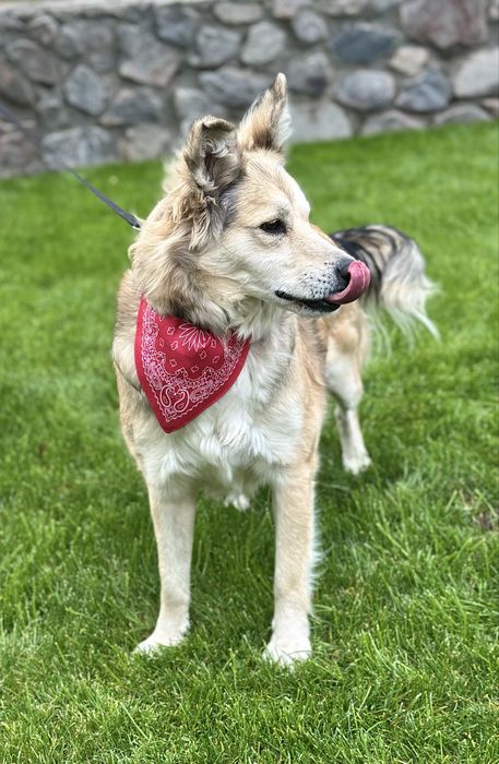 Собачка дівчинка шукає дім