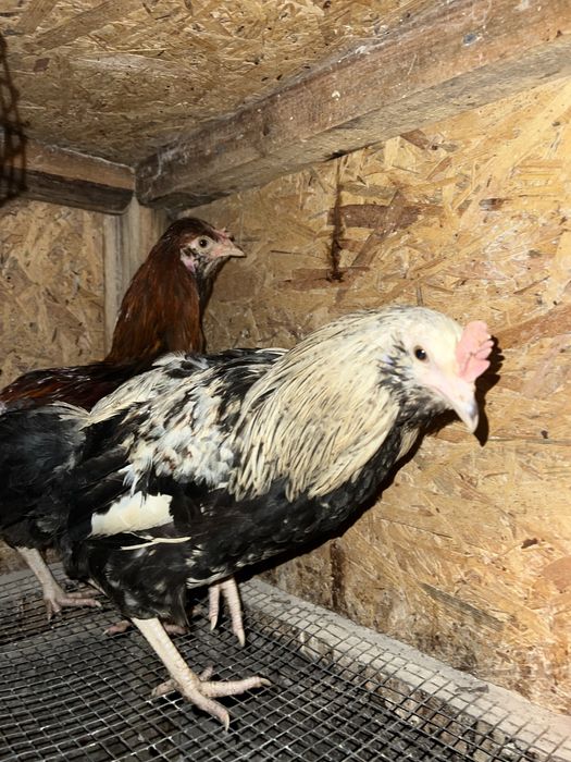 Півні,кури  молоді