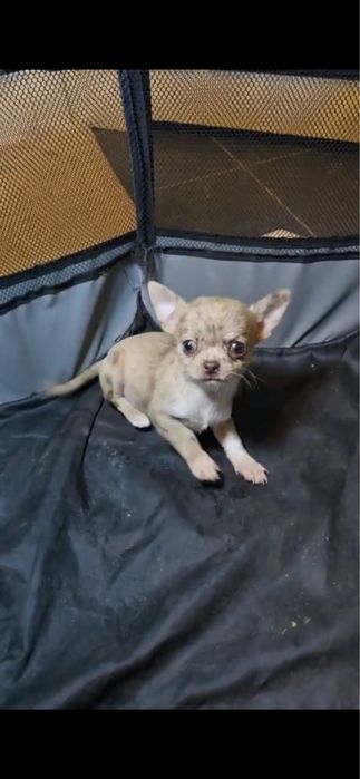 Chihuahua red merle femea