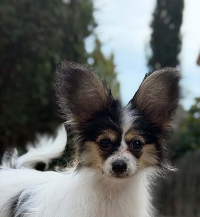Papillon suczka ZKwP
