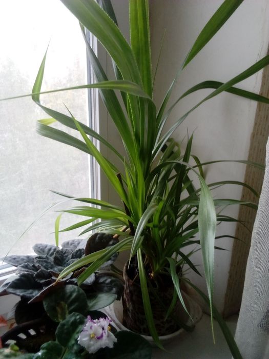 Продам кімнатну квітку.