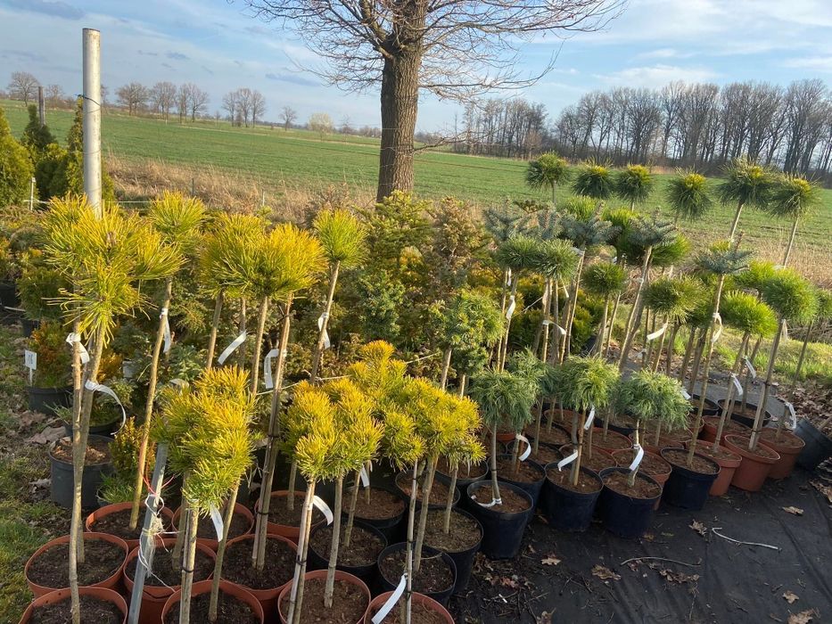 Drzewka na pniu, tuje formowane, sosny na pniu PROMOCJA.