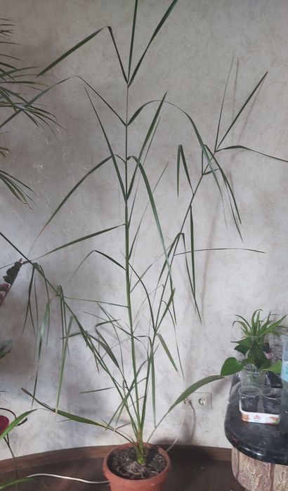 Финиковая пальма
