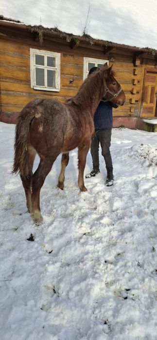 Deres slezky norick**