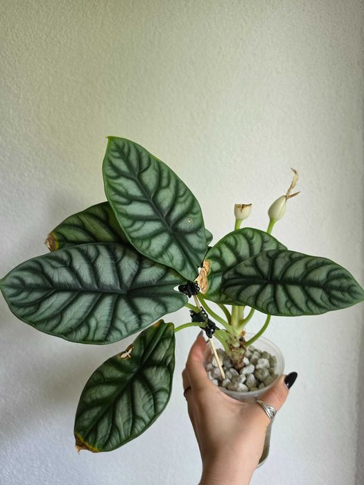 Alokazja Alocasia Silver Nebula