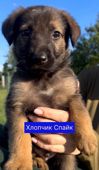 Цуценята шукають дім