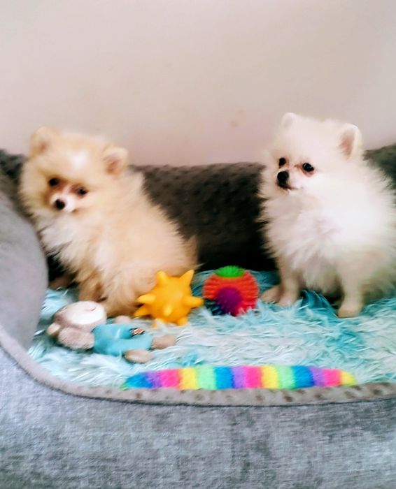 Szpic miniaturowy Pomeranian drobniutki piesek