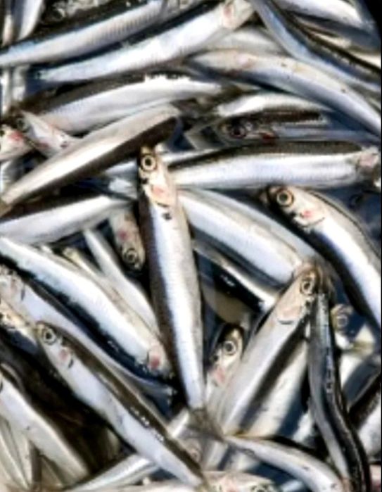 Черноморская креветка,