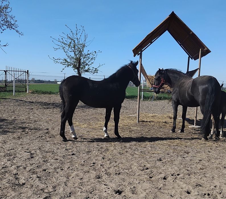 Klaczka śląska kara