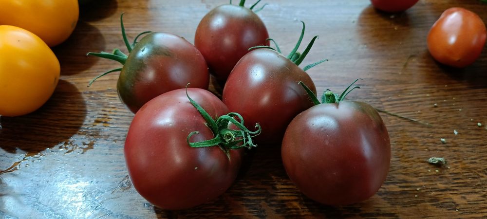 Nasiona pomidorów dużo odmian