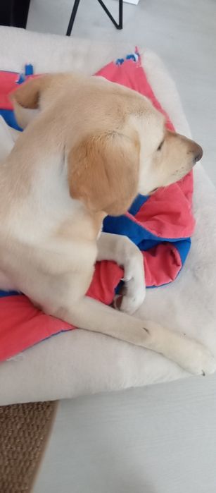 Cachorra com 1 ano