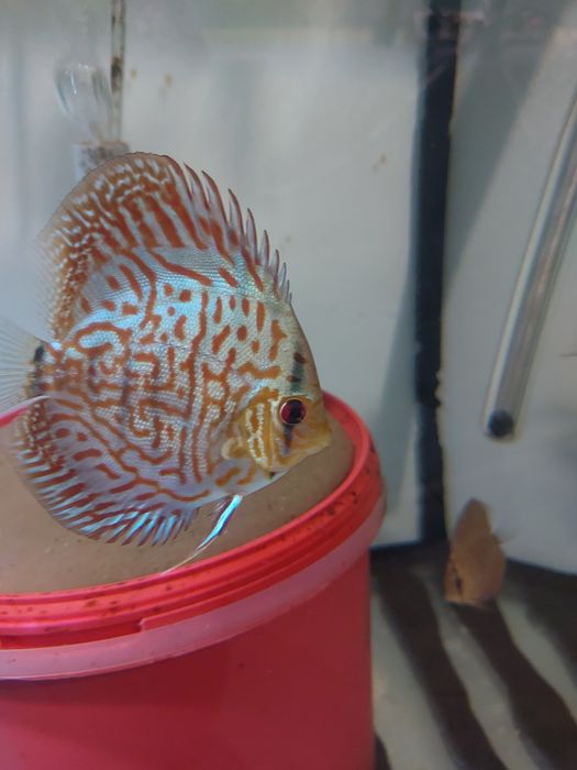 Продаж дискусів.Власного розведення,на міні розводні ДИСКУС-ІФ.