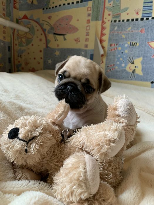 Бомбезні мопсики