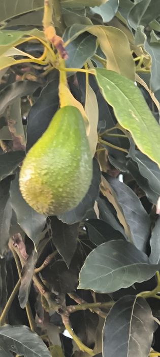 Vendo abacate biológico