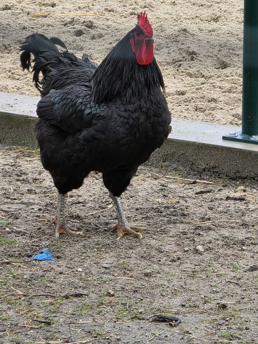 Galo novo lindo e pesado