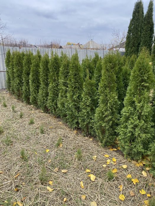 Туя смарагд колумна даника Харьков Солоницевка