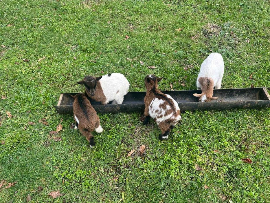 Cabritos de raça Anã