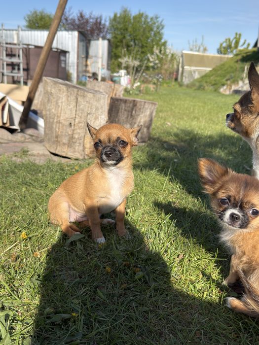 Chihuahua krótkowłosa