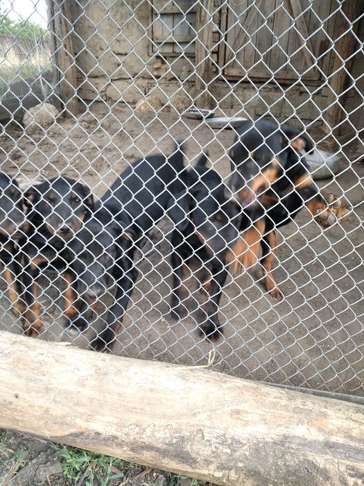 Щенки немецкого ягтерьера