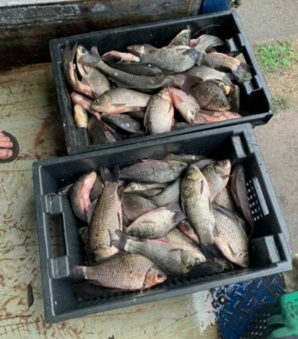 Продам живу рибу мальок оптом і в роздріб