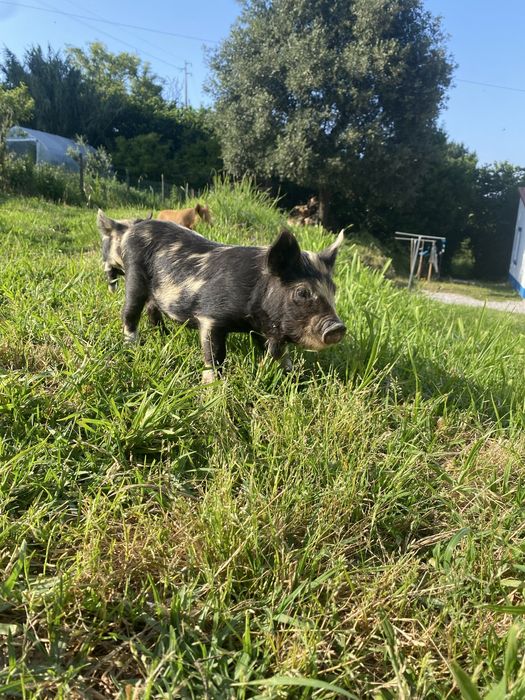 Kunekune - macho